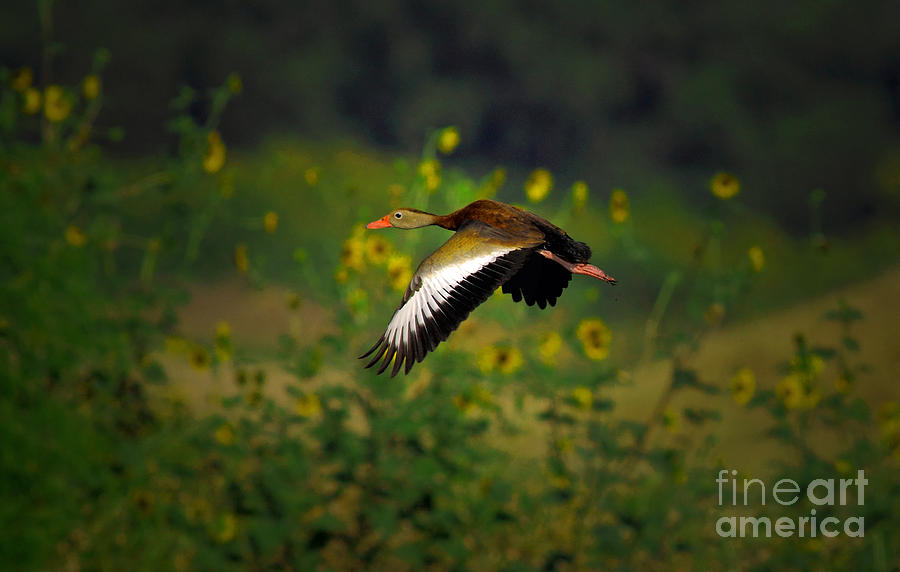Blackbellied Whistling Duck In Flight Photograph by Robert Frederick