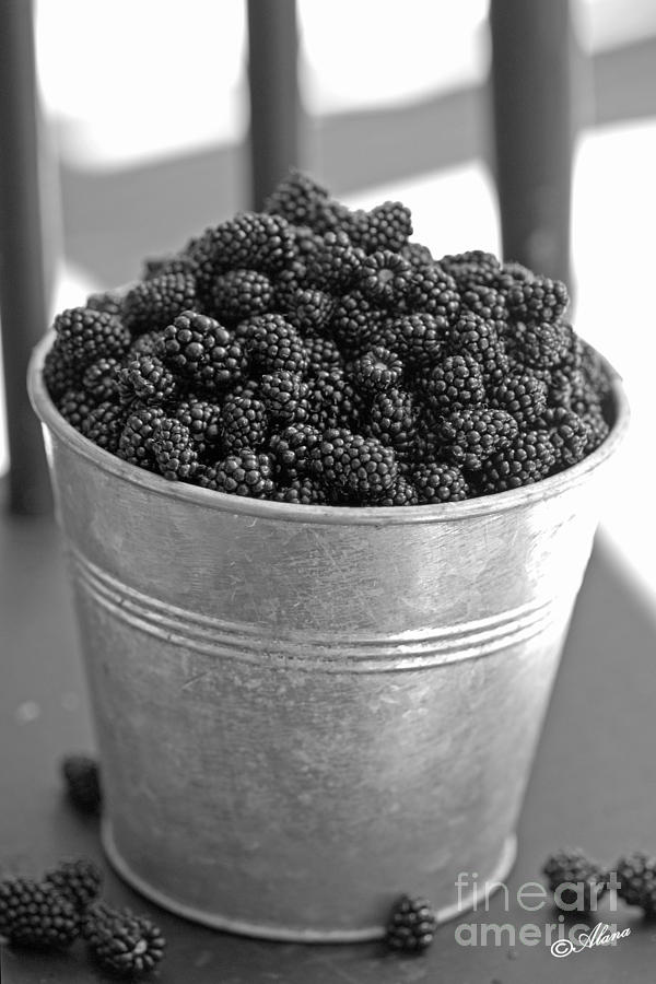 Blackberries in Bucket Photograph by Alana Ranney