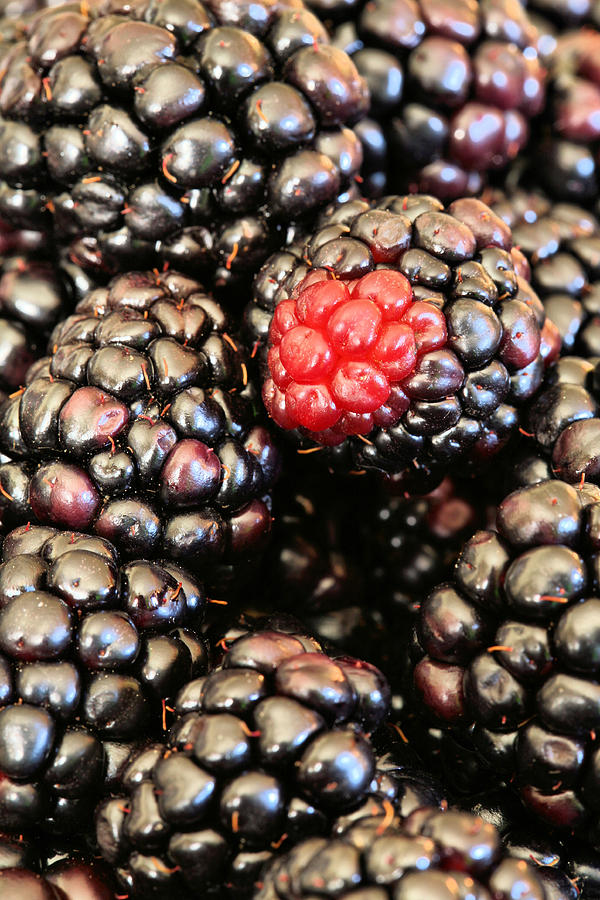 Fruit Photograph - Blackberries  by JC Findley