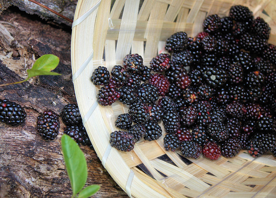 Blackberries Photograph by Kristin Elmquist