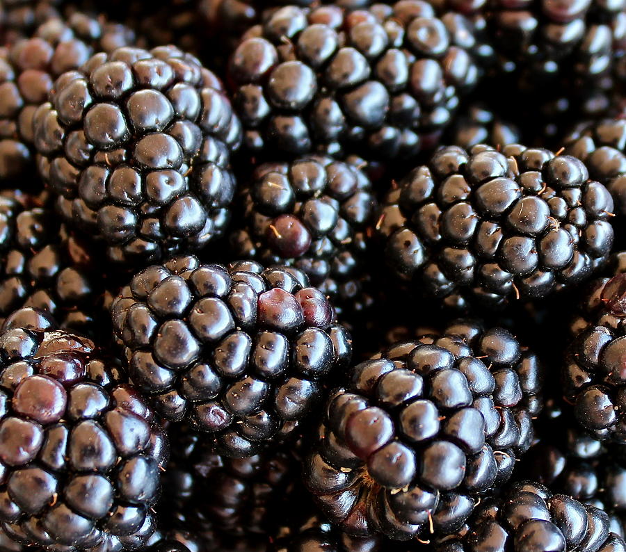 Blackberries Photograph by Kume Bryant
