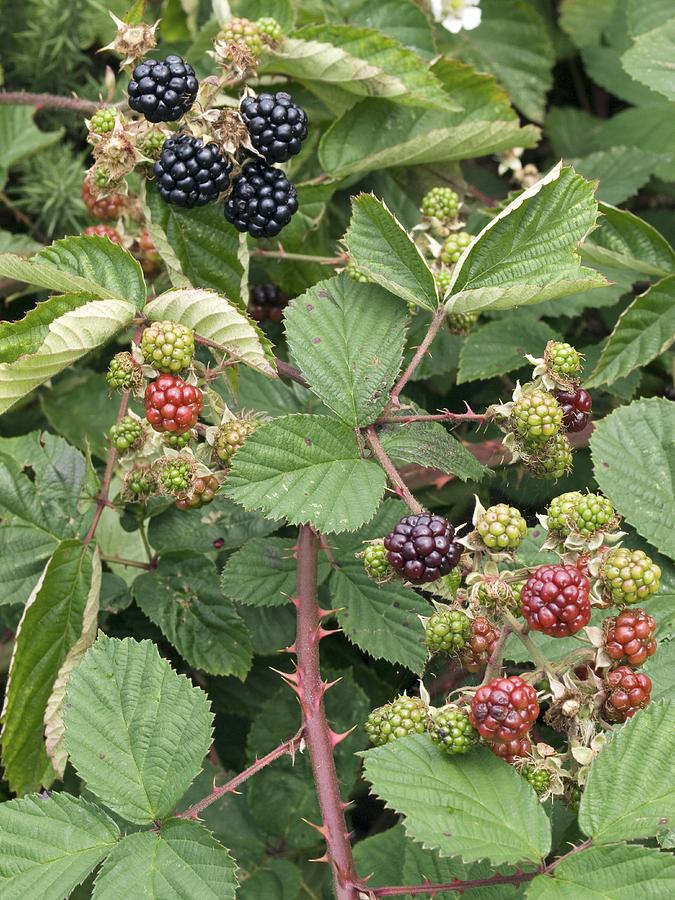 Summer Photograph - Blackberries (rubus Fruticosus) by Adrian Bicker