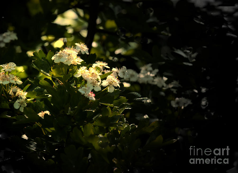 Flowers Still Life Photograph - Blackberry Blossom by David Hollingworth