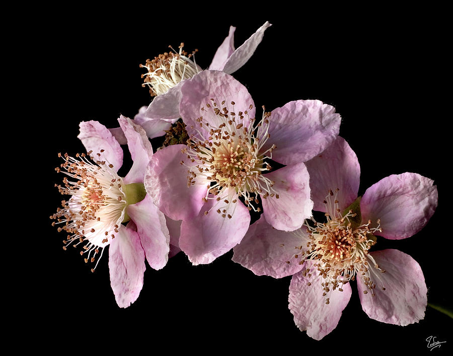 Blackberry Flowers Photograph by Endre Balogh