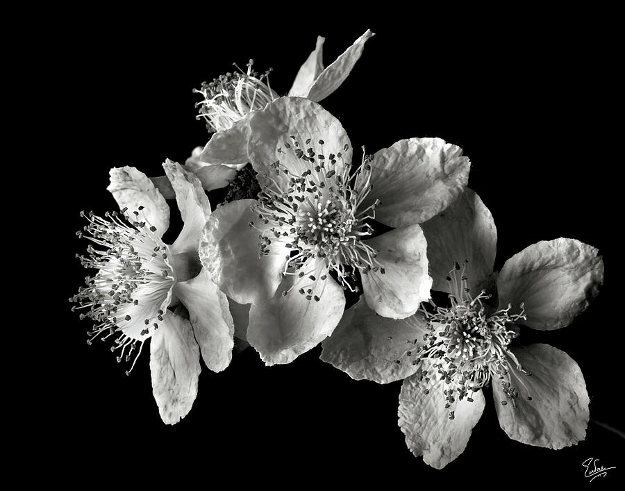 Flower Photograph - Blackberry Flowers in Black and White by Endre Balogh