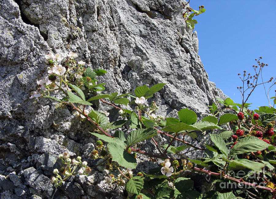 Nature Photograph - Blackberry on the rock 04 by Ausra Huntington nee Paulauskaite