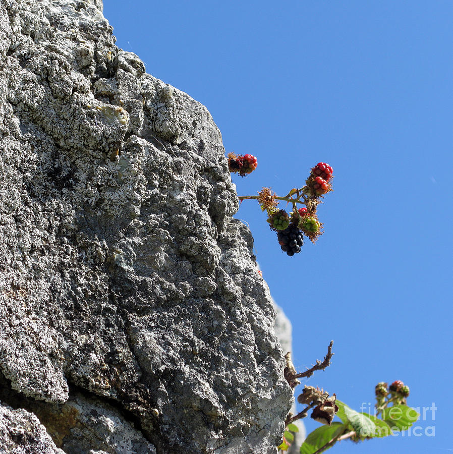 Nature Photograph - Blackberry on the rock top. Square format by Ausra Huntington nee Paulauskaite