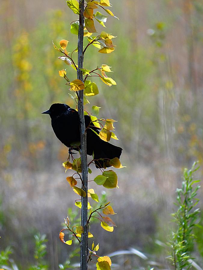 Blackbird Photograph - Blackbird at Glacier Ridge by Beth Akerman