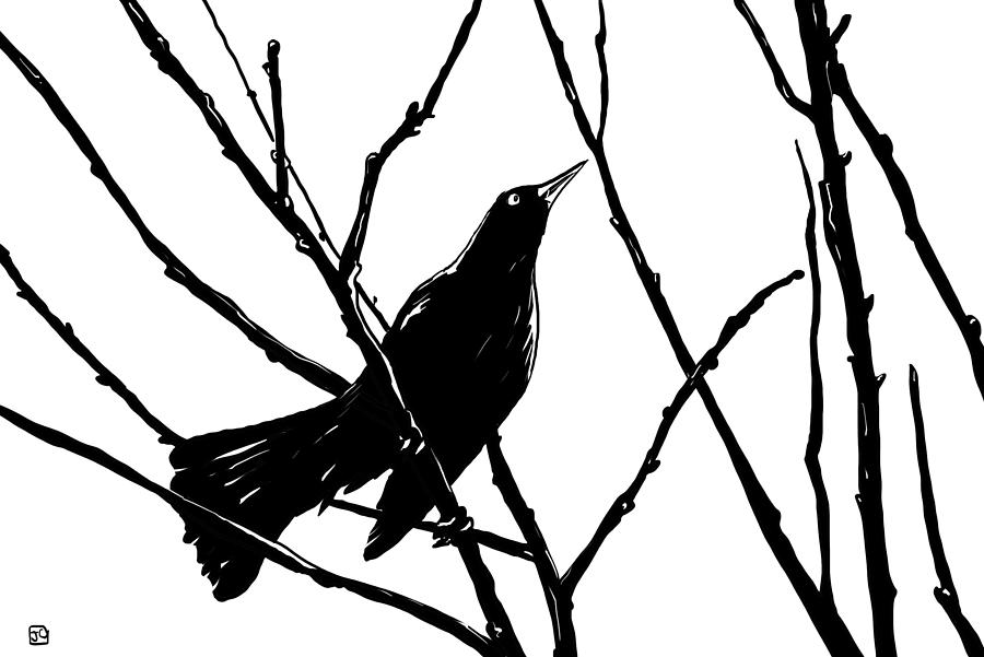 Blackbird Drawing - Blackbird by Giuseppe Cristiano