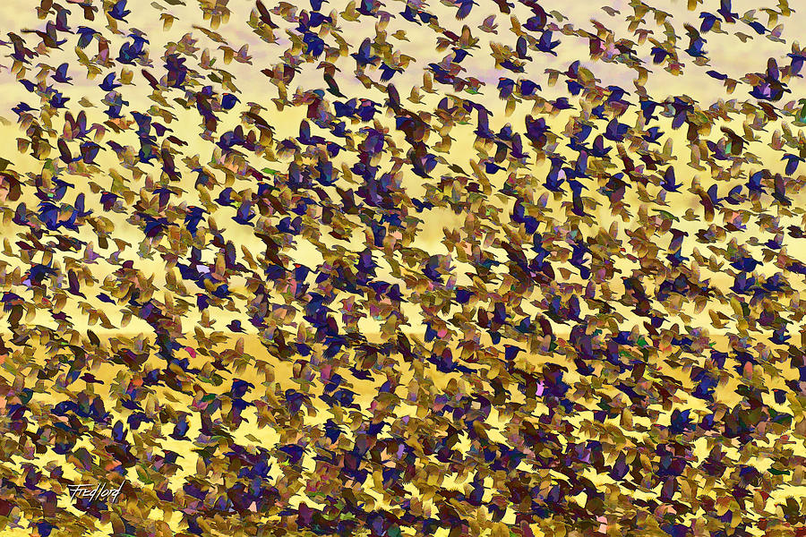 Blackbird kaleidoscope Photograph by Fred J Lord