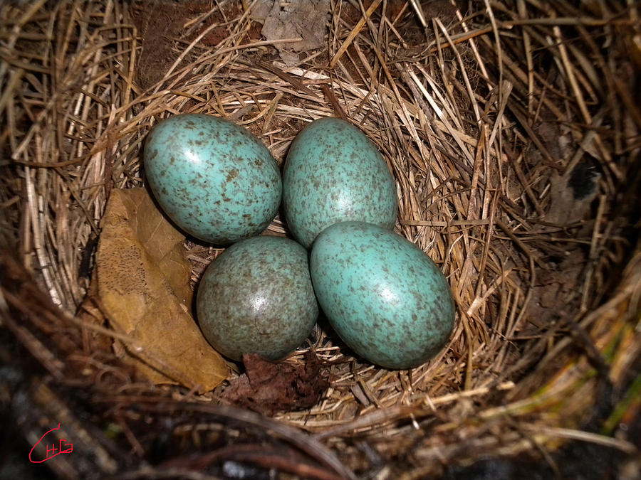 Egg Photograph - BlackBird Mums Eggs by Colette V Hera Guggenheim
