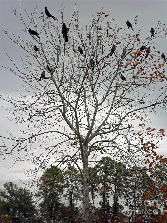 Blackbirds and Friends 2 Photograph by Doris Blessington