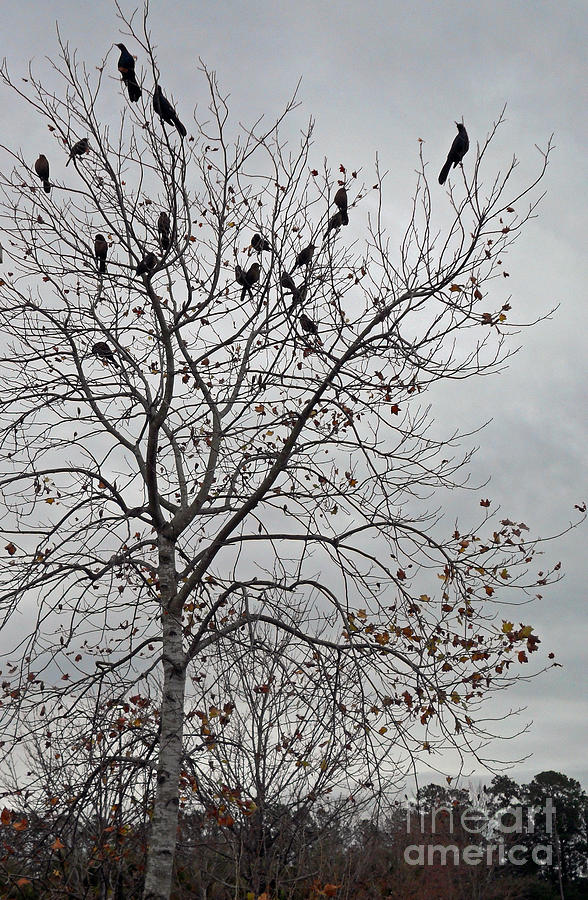 Blackbirds and Friends Photograph by Doris Blessington