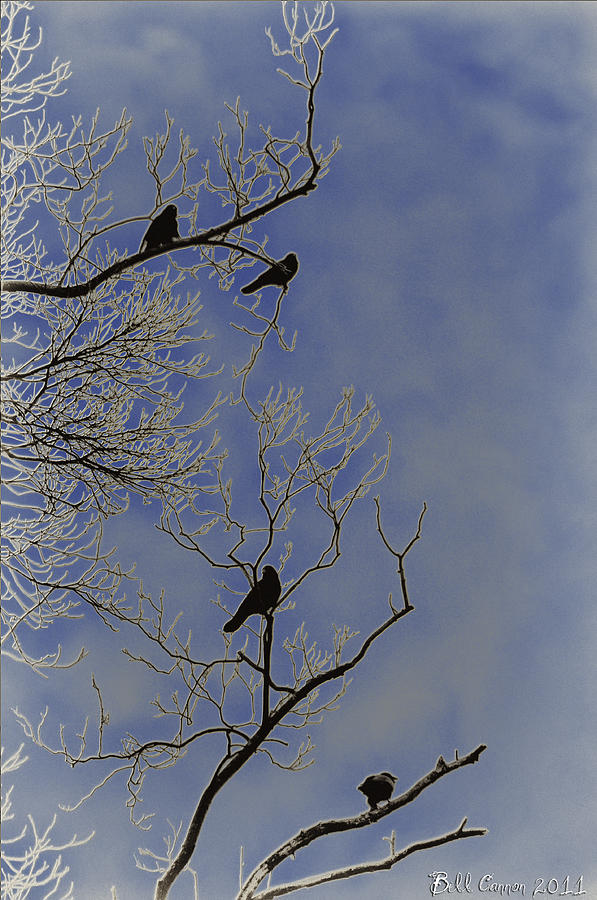 Blackbirds Photograph by Bill Cannon