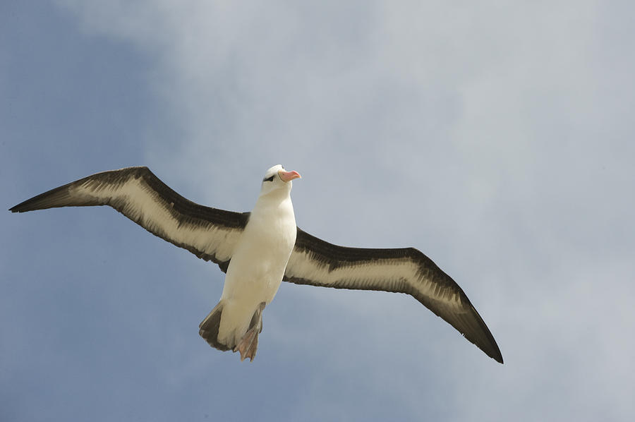 Blackbrowed Albatross Flying Falkland Photograph by Flip Nicklin