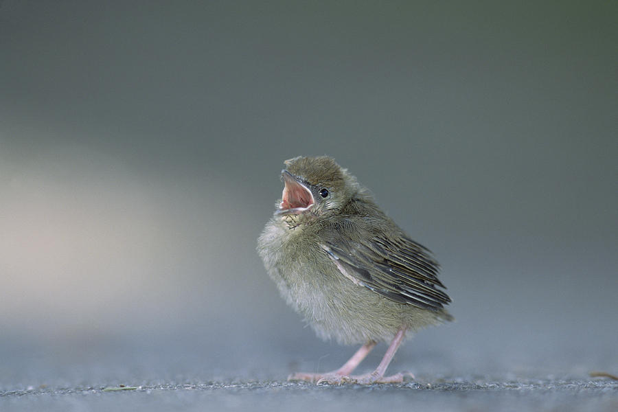 Blackcap Sylvia Atricapilla Chick Photograph by Konrad Wothe