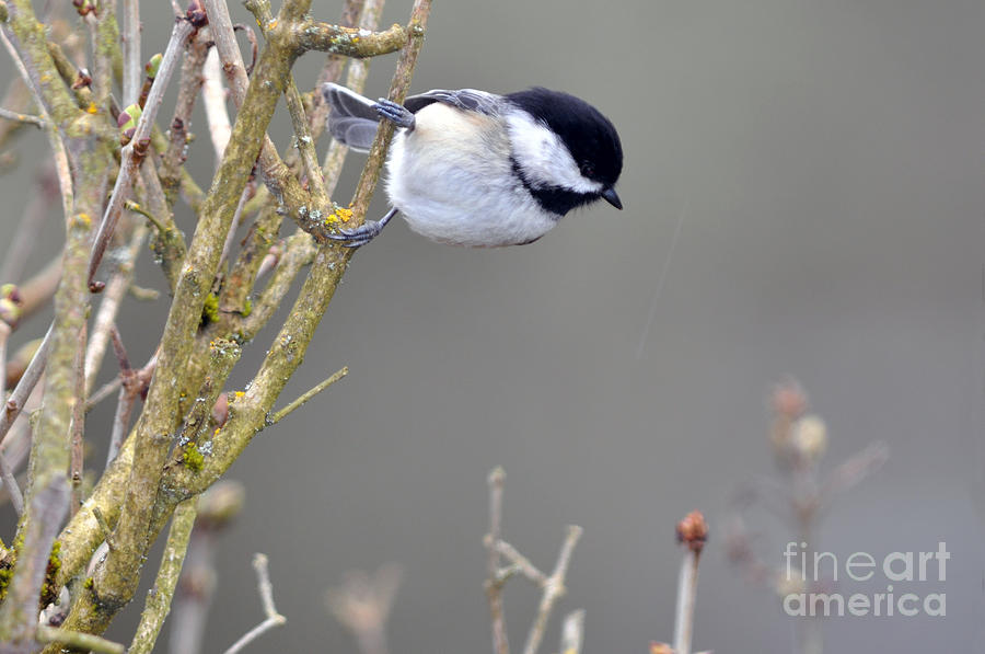 Blackcapped Chickadee Sideways Photograph by Laura Mountainspring