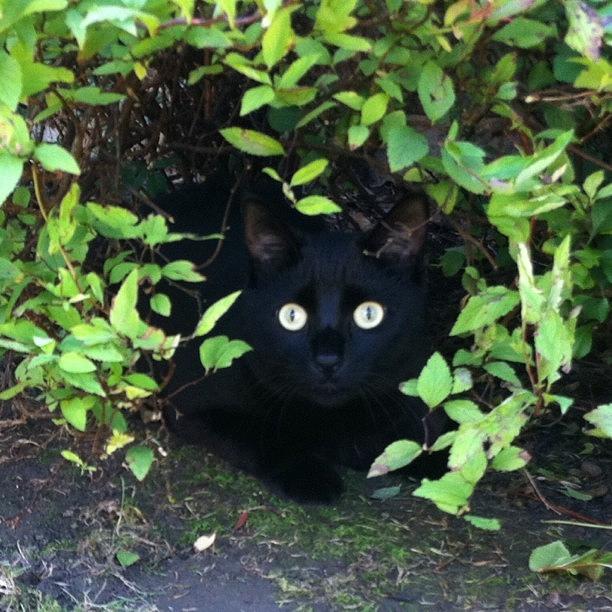 Nature Photograph - #blackcat #catseyes #cats #cat by Ashley Grant