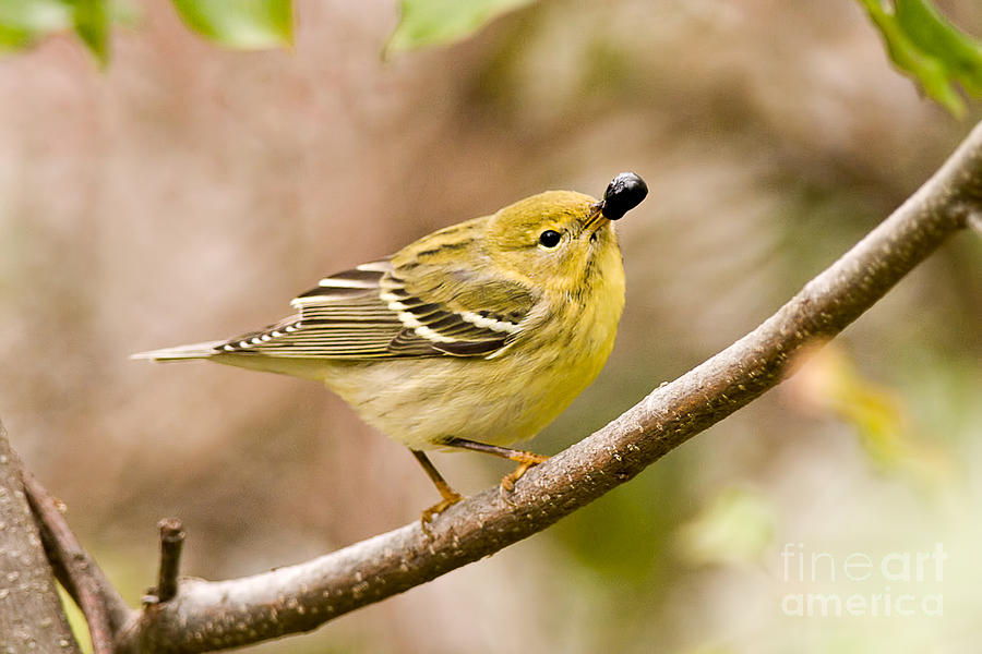 Blackpoll Warbler Photograph by Jean A Chang