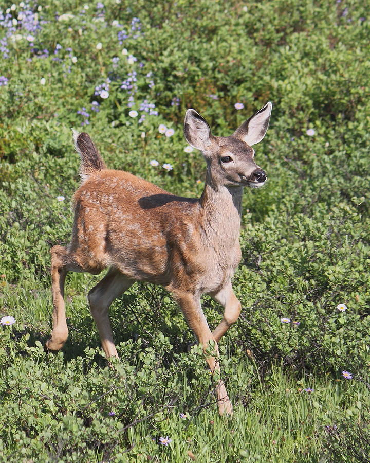 Blacktail Fawn Photograph by Angie Vogel