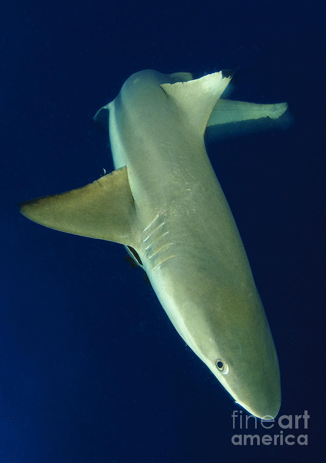 Blacktip Reef Shark In Motion, Solomon Photograph by Steve Jones