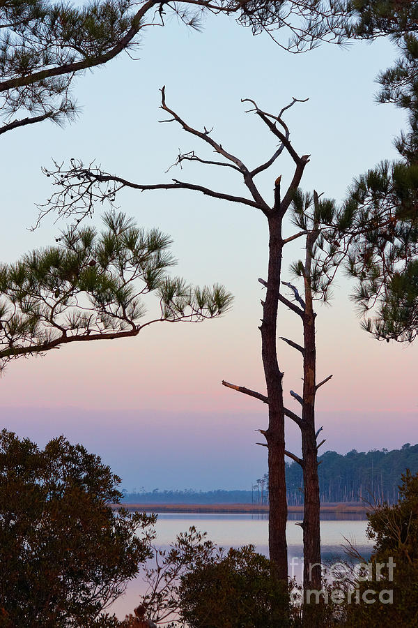 Tree Photograph - Blackwater Pines by Susan Isakson