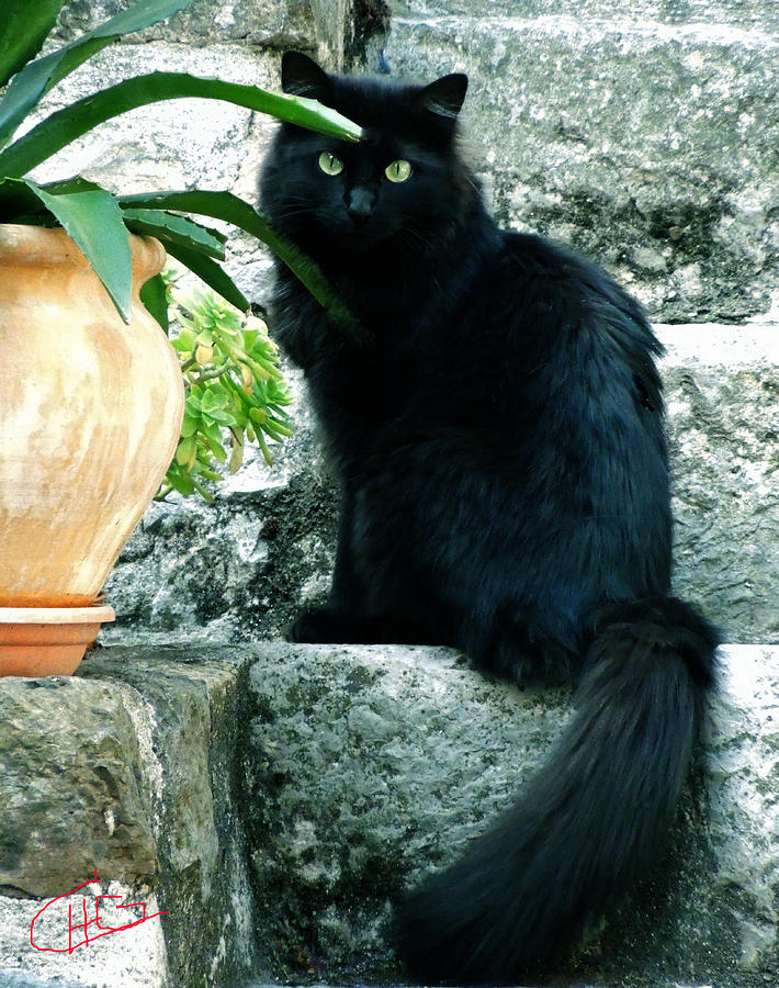 Blacky Cat Photograph by Colette V Hera Guggenheim