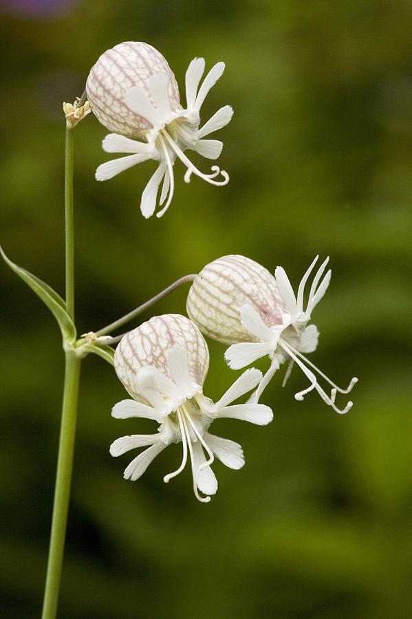 Bladder Campion (silene Vulgaris) Photograph by Bob Gibbons - Pixels