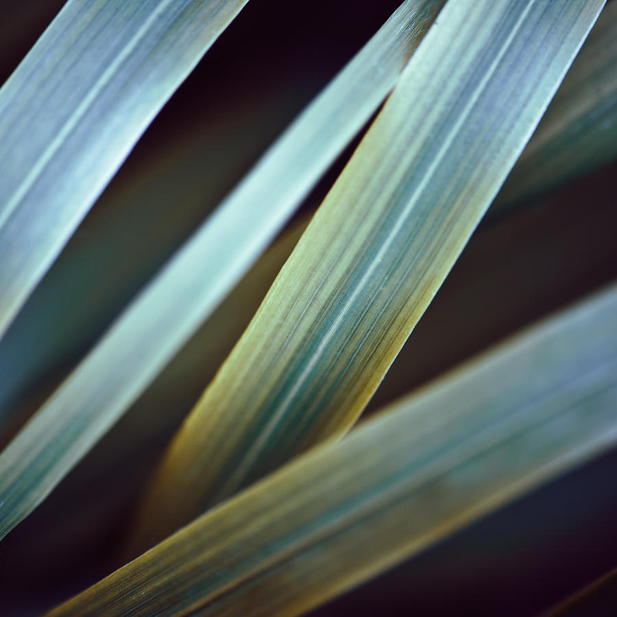 Blades of Grass Photograph by Alexander Kunz