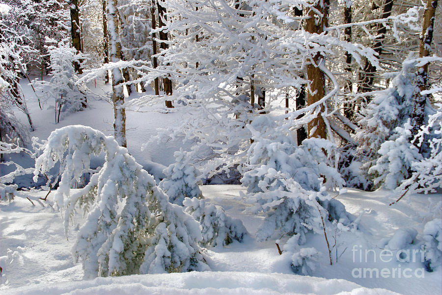 Blanket of Snow Photograph by Andrea Kollo