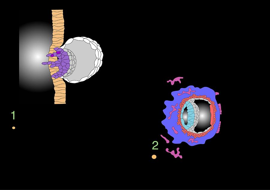 Blastocyst Implantation Artwork Photograph By Francis Leroy Biocosmos Pixels 4632