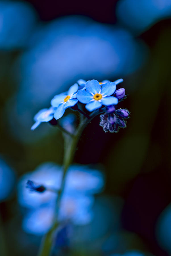 blauer Traum Photograph by Andreas Hensel - Fine Art America