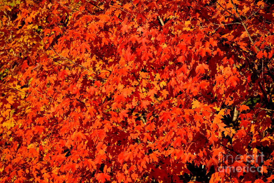 Fall Photograph - Blazing Color by Brenda Alcorn