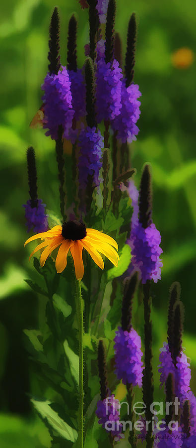 Blazing Star and Black Eyed Susan Photograph by Clare VanderVeen