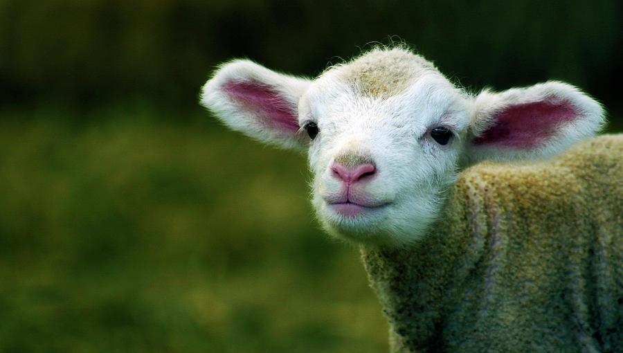 Bleating Lamb Photograph by Photo by Alan Shapiro