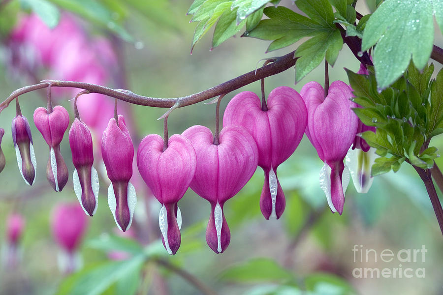 Bleeding Heart Photograph by Gail Jankus and Photo Researchers