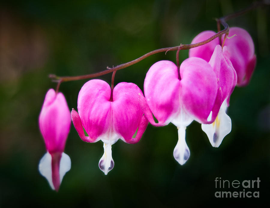 Bleeding Hearts 001 Photograph by Larry Carr