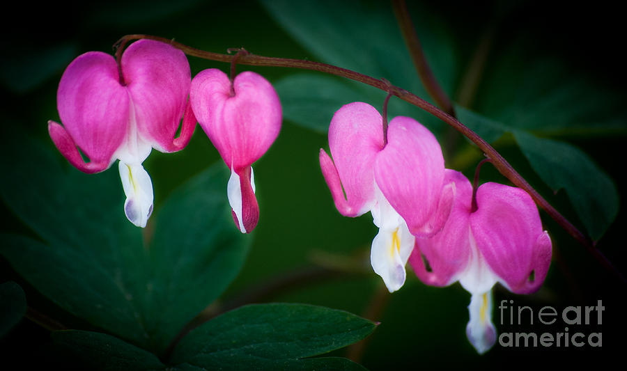 Bleeding Hearts 002 Photograph by Larry Carr