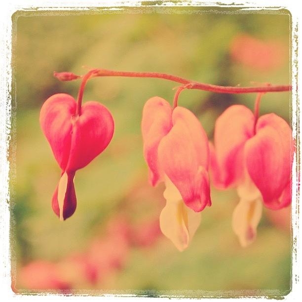 Flowers Still Life Photograph - Bleeding Hearts by Justin Connor