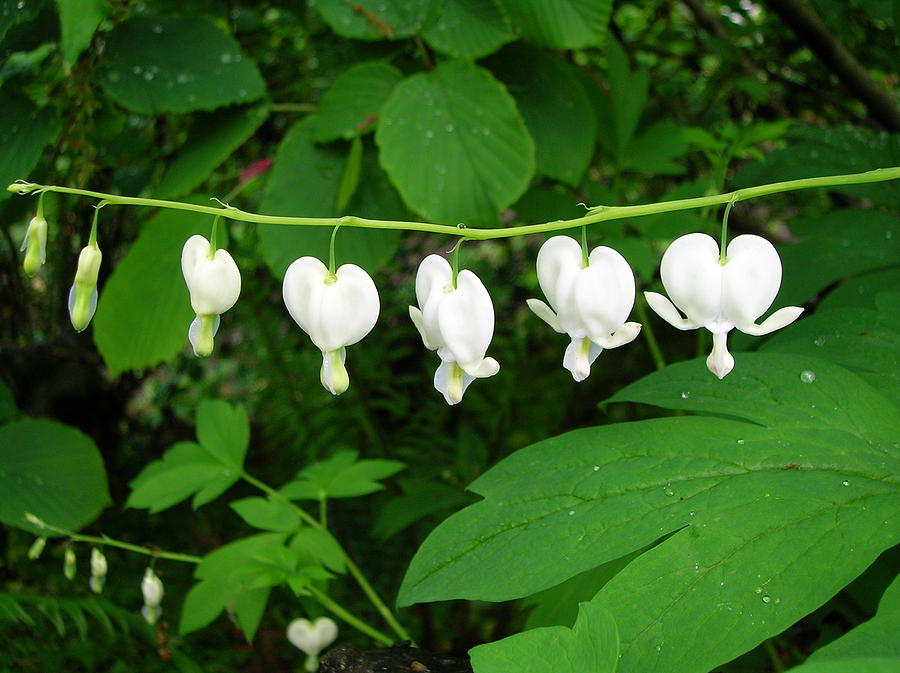 Bleeding Hearts Photograph by Margaret Pitcher
