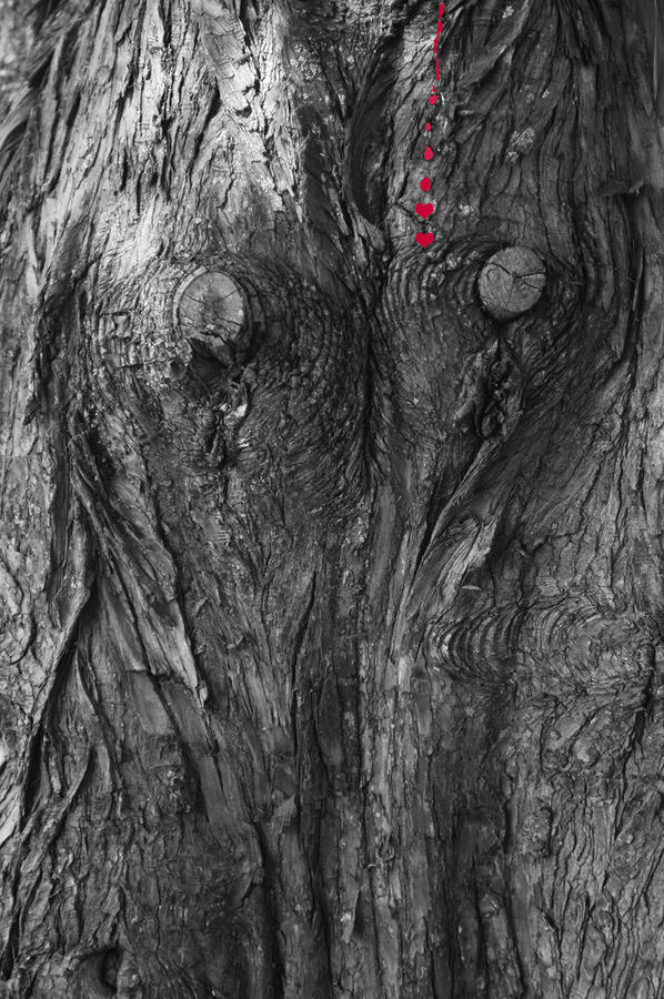 Bleeding Tree Photograph by Wanda Brandon