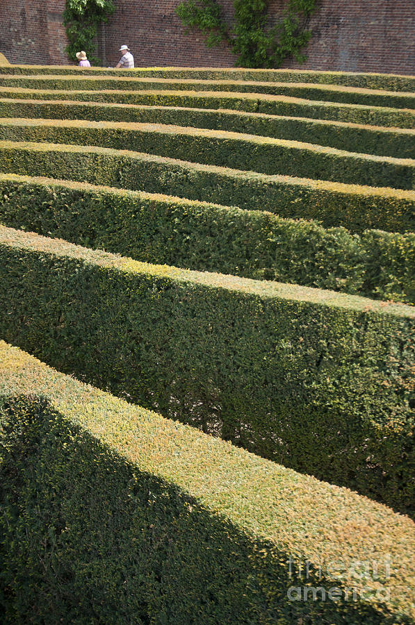 Blenheim palace maze Photograph by Andrew  Michael