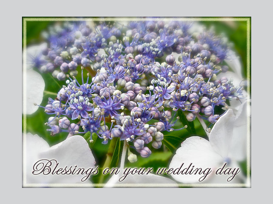 Flower Photograph - Blessings on Your Wedding Day Card - Blue Lace Cap Hydrangea by Carol Senske