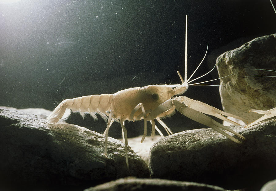 Wildlife Photograph - Blind Cave Prawn by Peter Scoones