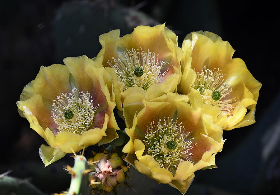 Flower Photograph - Blind Prickly Pear - Opuntia rufida by Saija Lehtonen