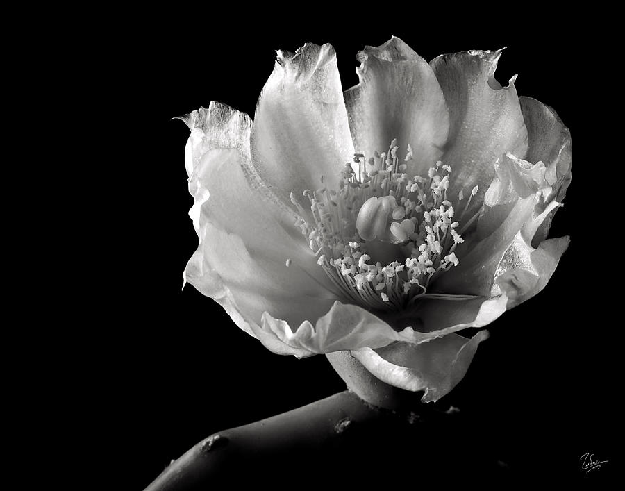 Blind Prickly Pear Cactus in Black and White Photograph by Endre Balogh