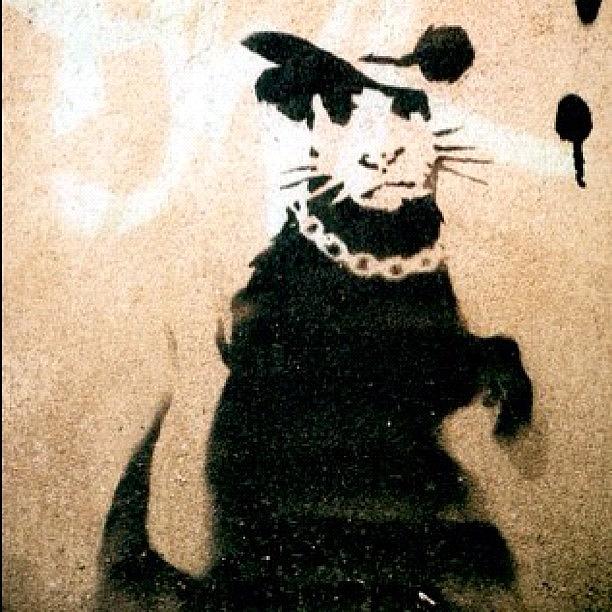 Stencil Photograph - Bling Bling #banksy #rat #rodent by A Rey