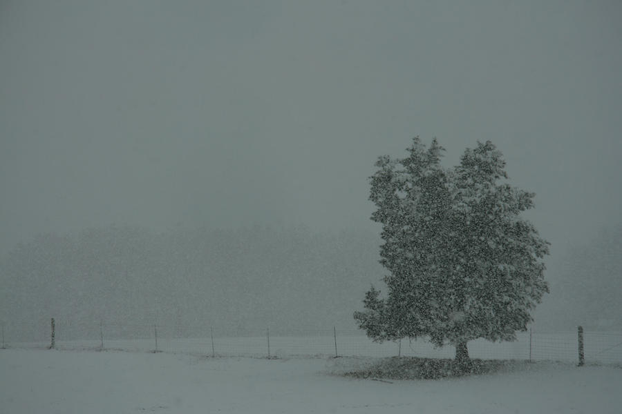 Winter Photograph - Blizzard Conditions by James Corley
