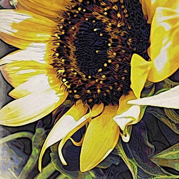 Sunflower Photograph - Blocked by Travel Designed