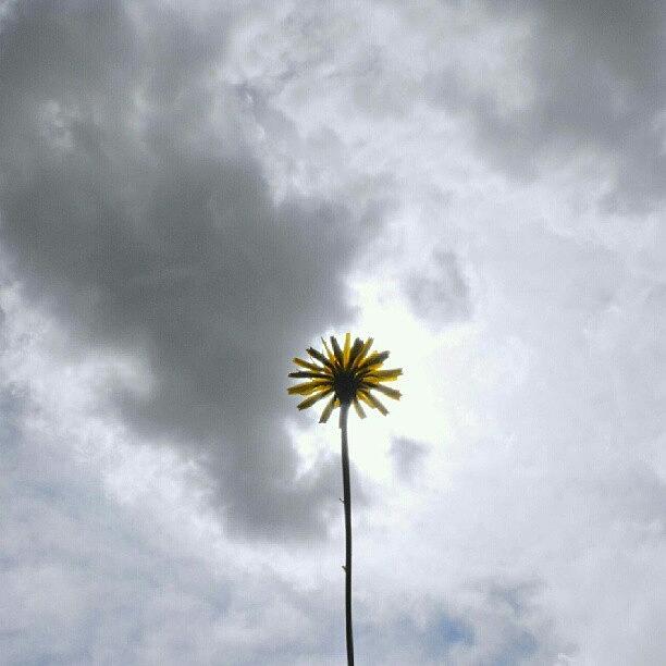 Summer Photograph - #blocking The #sun ... #flower #yellow by Linandara Linandara
